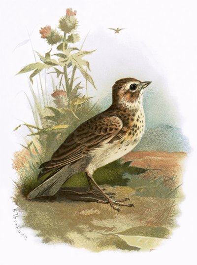 Skylark von English School